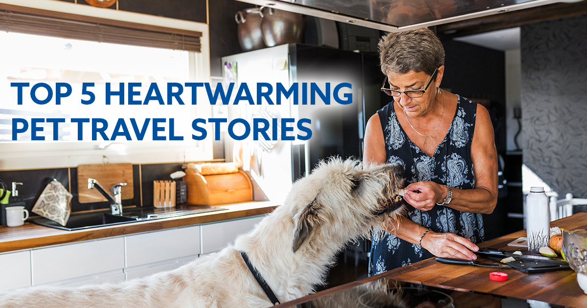 Read more about the article Top 5 Heartwarming Pet Travel Stories from the Road